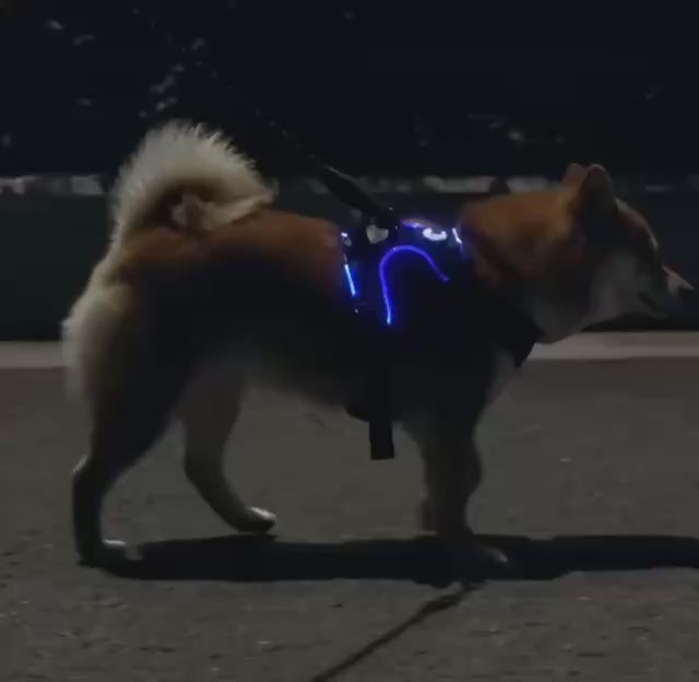 Alvoro™ SafeWalk LED Harness